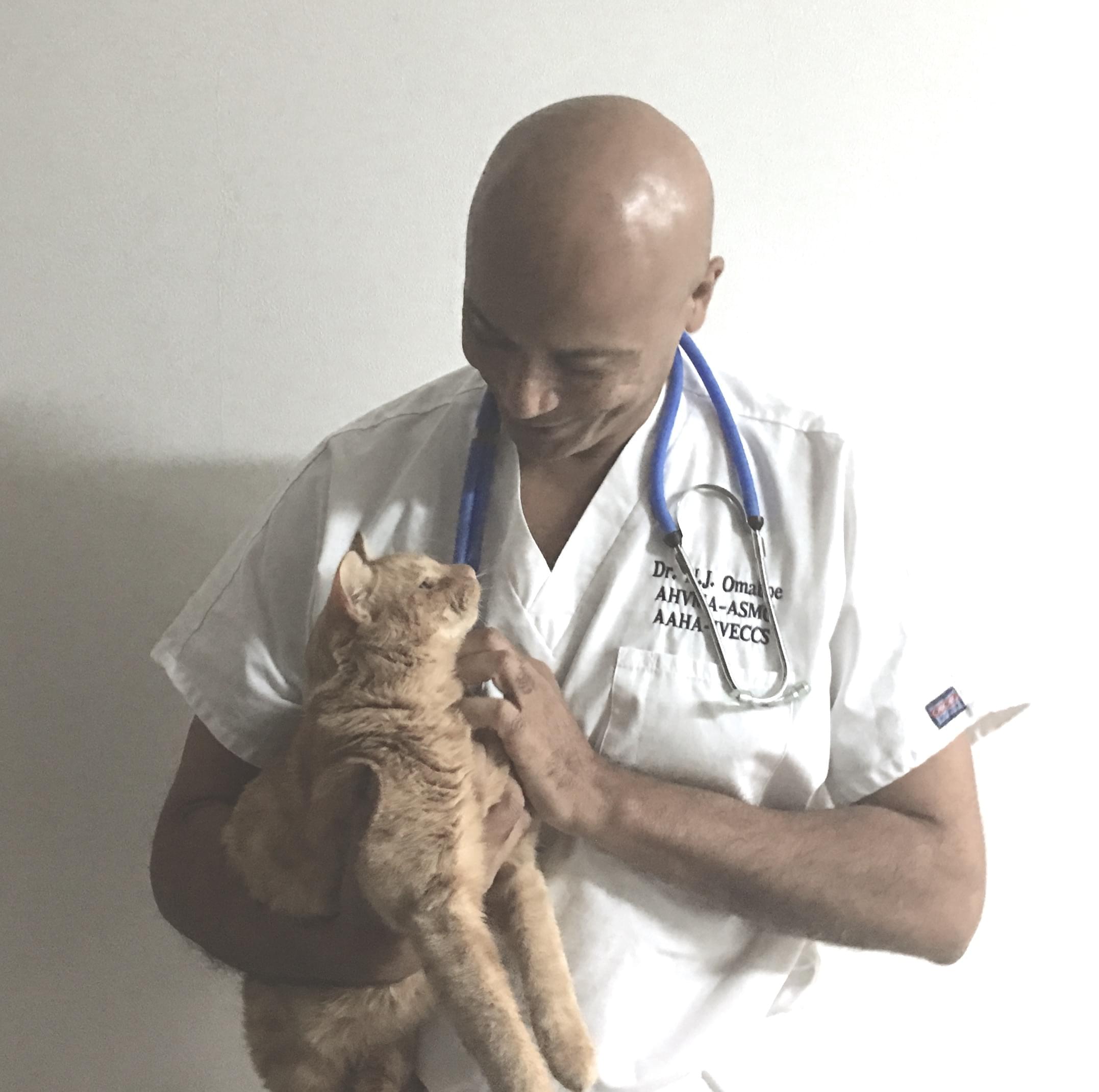 bioresonance,  Cabinet Vétérinaire International,Nyon Veterinarian, veterinarian Nyon