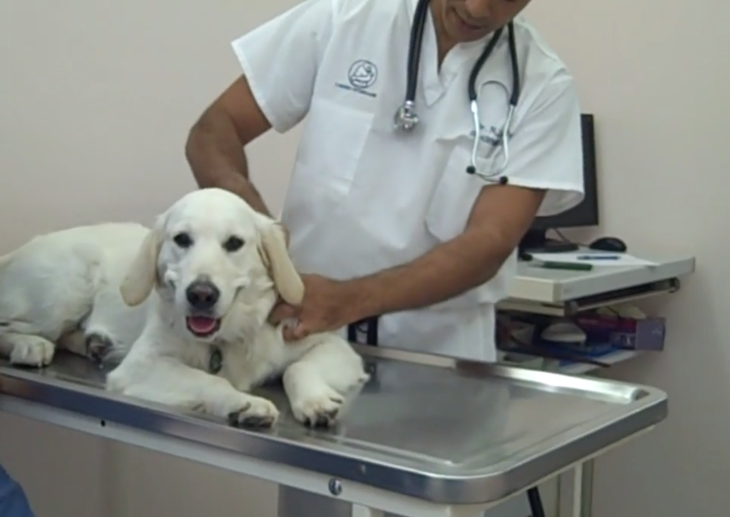  Cabinet Vétérinaire International,Nyon Veterinarian, veterinarian Nyon